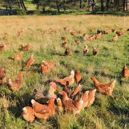 Pastured Eggs - Dozen - 700g